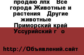 продаю лпх - Все города Животные и растения » Другие животные   . Приморский край,Уссурийский г. о. 